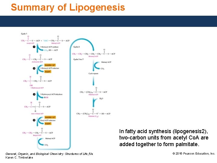 Summary of Lipogenesis In fatty acid synthesis (lipogenesis 2), two-carbon units from acetyl Co.