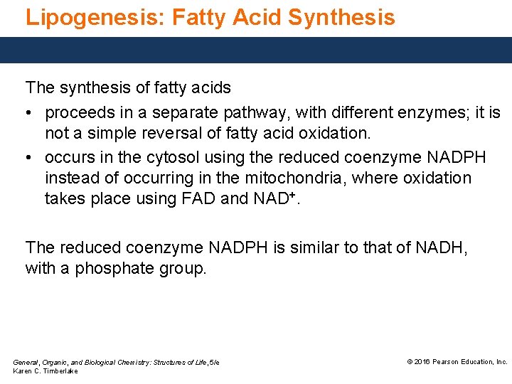 Lipogenesis: Fatty Acid Synthesis The synthesis of fatty acids • proceeds in a separate