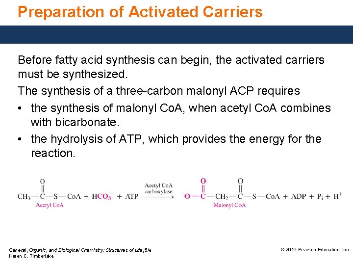 Preparation of Activated Carriers Before fatty acid synthesis can begin, the activated carriers must