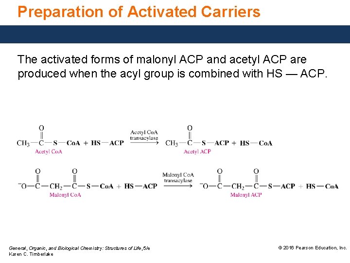 Preparation of Activated Carriers The activated forms of malonyl ACP and acetyl ACP are