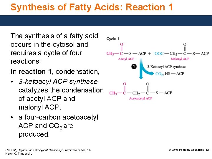 Synthesis of Fatty Acids: Reaction 1 The synthesis of a fatty acid occurs in