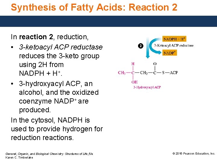 Synthesis of Fatty Acids: Reaction 2 In reaction 2, reduction, • 3 -ketoacyl ACP