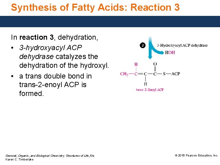 Synthesis of Fatty Acids: Reaction 3 In reaction 3, dehydration, • 3 -hydroxyacyl ACP