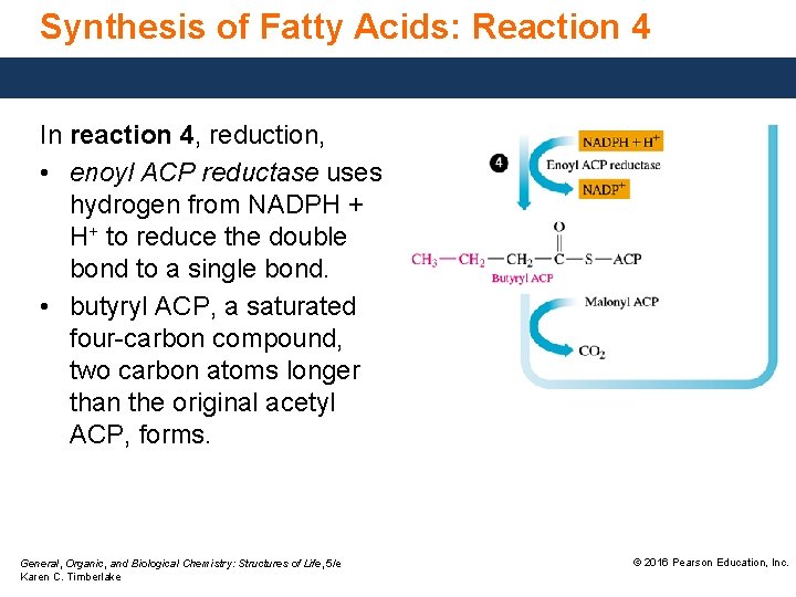 Synthesis of Fatty Acids: Reaction 4 In reaction 4, reduction, • enoyl ACP reductase