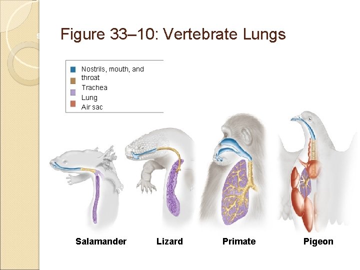 Figure 33– 10: Vertebrate Lungs Section 33 -3 Nostrils, mouth, and throat Trachea Lung