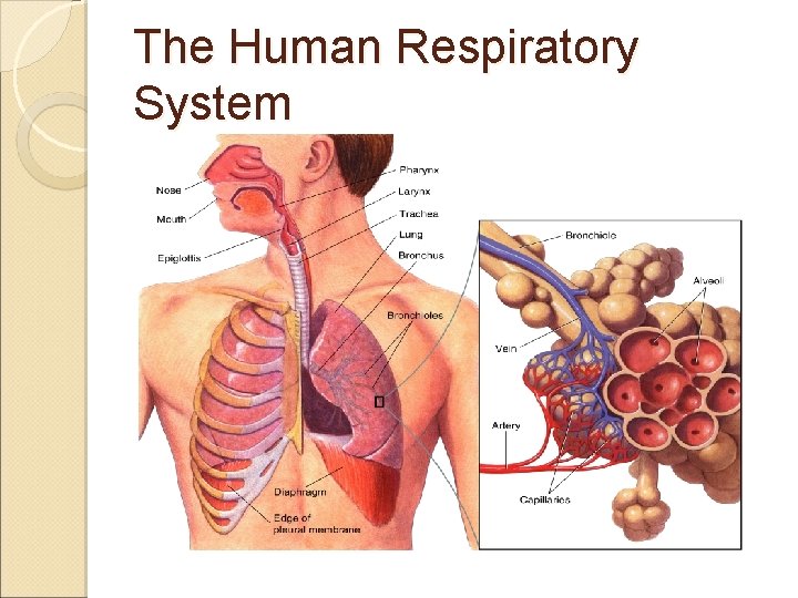 The Human Respiratory System Figure 37 -13 The Respiratory System Section 37 -3 