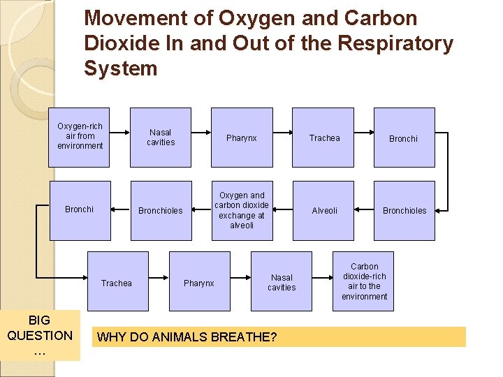 Movement of Oxygen and Carbon Flowchart Dioxide In and Out of the Respiratory Section
