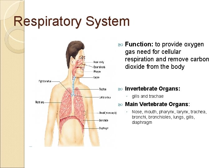 Respiratory System Function: to provide oxygen gas need for cellular respiration and remove carbon