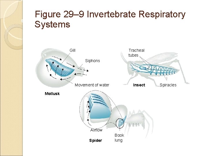 Figure 29– 9 Invertebrate Respiratory Section 29 -2 Systems Gill Tracheal tubes Siphons Movement