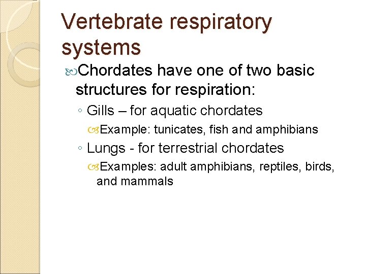 Vertebrate respiratory systems Chordates have one of two basic structures for respiration: ◦ Gills