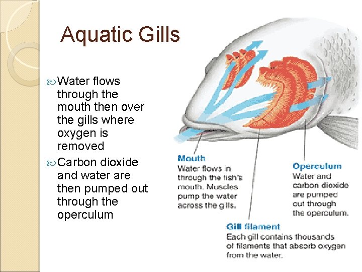 Aquatic Gills Water flows through the mouth then over the gills where oxygen is