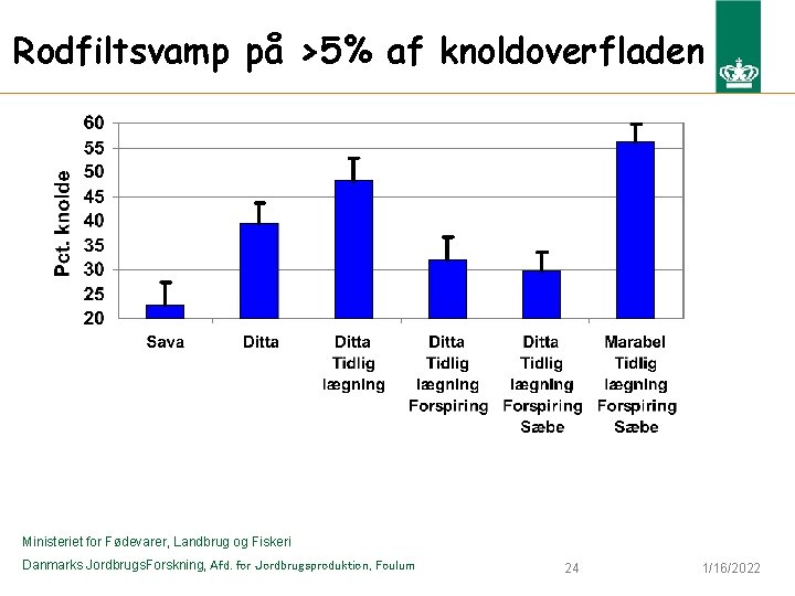 Rodfiltsvamp på >5% af knoldoverfladen Ministeriet for Fødevarer, Landbrug og Fiskeri Danmarks Jordbrugs. Forskning,