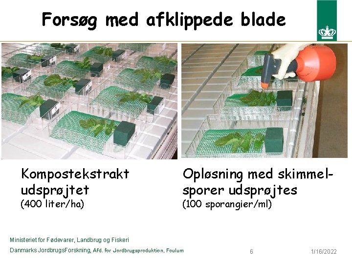 Forsøg med afklippede blade Kompostekstrakt udsprøjtet (400 liter/ha) Opløsning med skimmelsporer udsprøjtes (100 sporangier/ml)