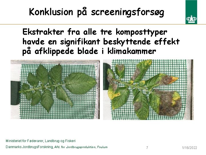 Konklusion på screeningsforsøg Ekstrakter fra alle tre komposttyper havde en signifikant beskyttende effekt på