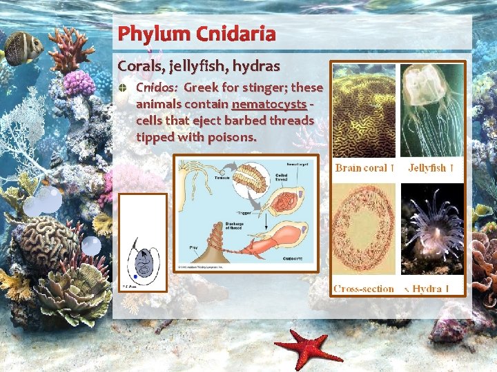 Phylum Cnidaria Corals, jellyfish, hydras Cnidos: Greek for stinger; these animals contain nematocysts cells