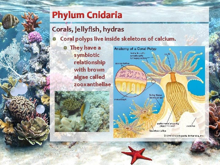 Phylum Cnidaria Corals, jellyfish, hydras Coral polyps live inside skeletons of calcium. They have