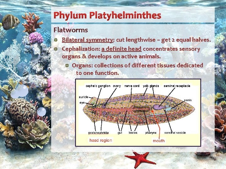 Phylum Platyhelminthes Flatworms Bilateral symmetry: cut lengthwise – get 2 equal halves. Cephalization: a