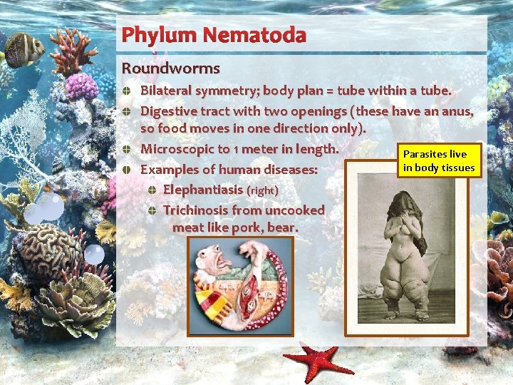 Phylum Nematoda Roundworms Bilateral symmetry; body plan = tube within a tube. Digestive tract