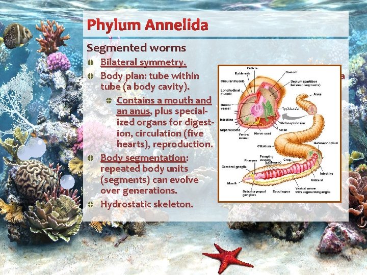 Phylum Annelida Segmented worms Bilateral symmetry. Body plan: tube within tube (a body cavity).
