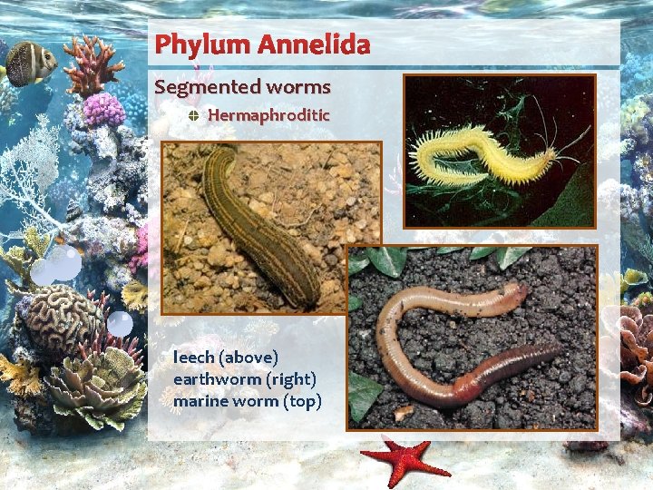 Phylum Annelida Segmented worms Hermaphroditic leech (above) earthworm (right) marine worm (top) 