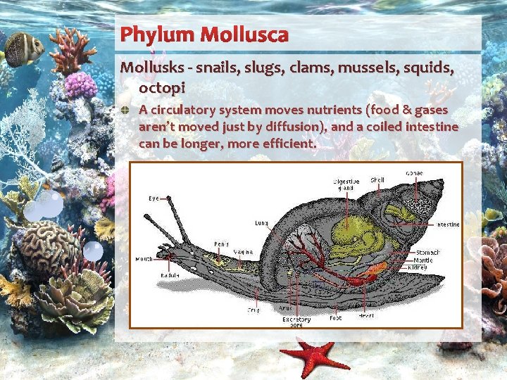 Phylum Mollusca Mollusks - snails, slugs, clams, mussels, squids, octopi A circulatory system moves