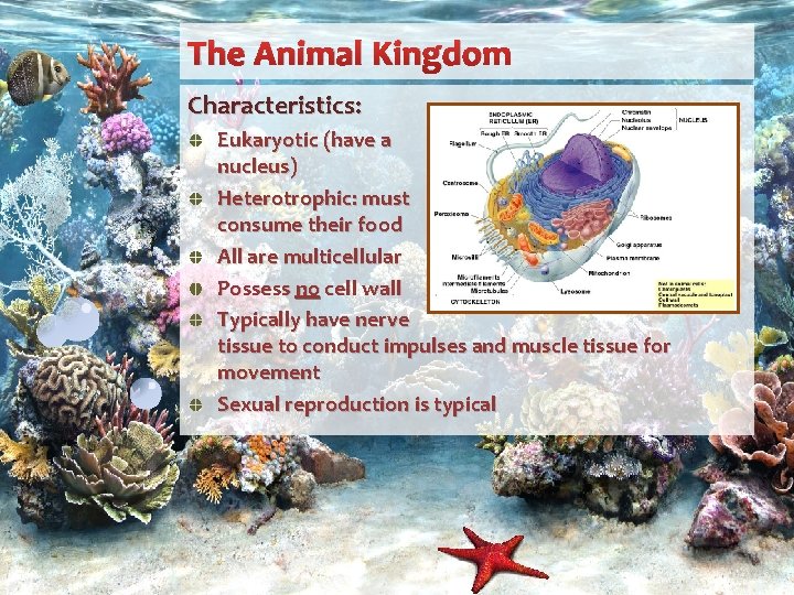 The Animal Kingdom Characteristics: Eukaryotic (have a nucleus) Heterotrophic: must consume their food All