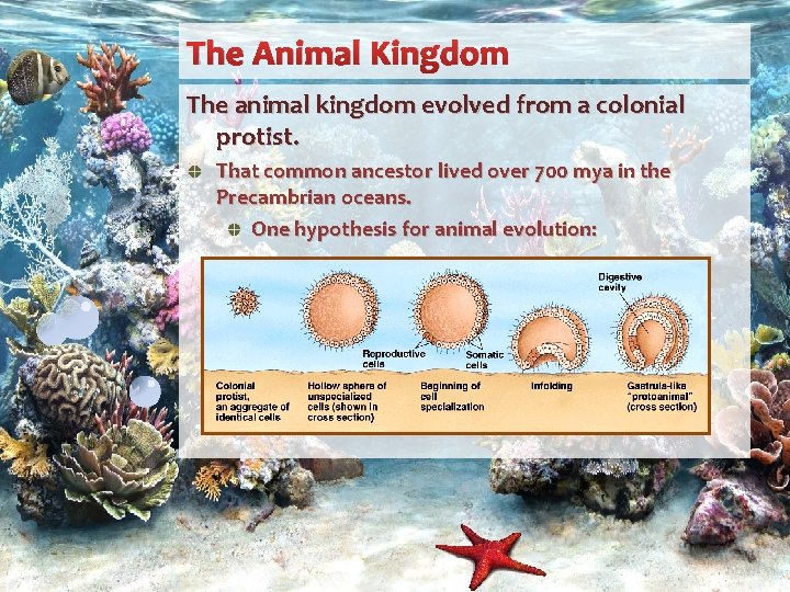 The Animal Kingdom The animal kingdom evolved from a colonial protist. That common ancestor