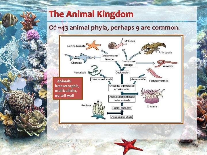 The Animal Kingdom Of ~43 animal phyla, perhaps 9 are common. Animals: heterotrophic, multicellular,