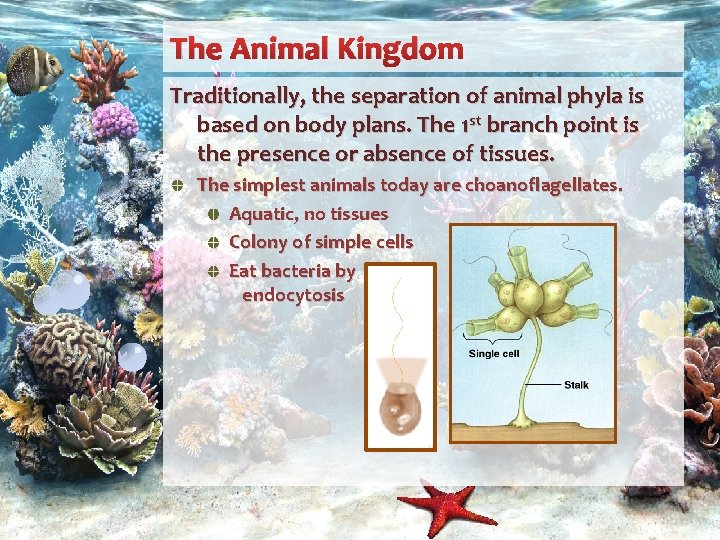 The Animal Kingdom Traditionally, the separation of animal phyla is based on body plans.