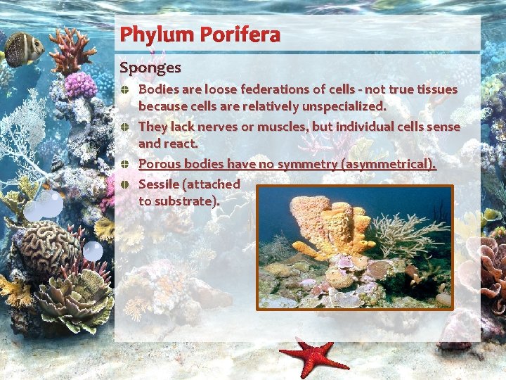 Phylum Porifera Sponges Bodies are loose federations of cells - not true tissues because