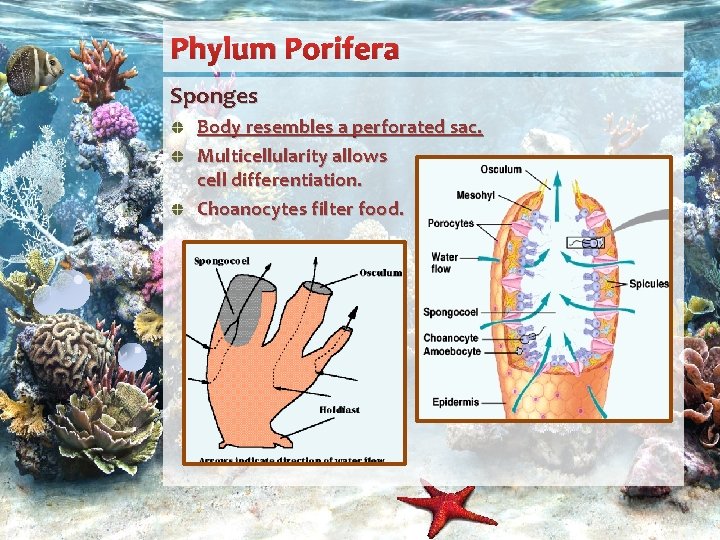 Phylum Porifera Sponges Body resembles a perforated sac. Multicellularity allows cell differentiation. Choanocytes filter