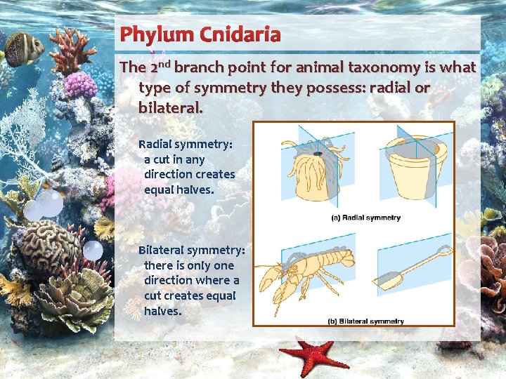 Phylum Cnidaria The 2 nd branch point for animal taxonomy is what type of
