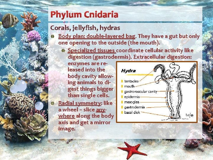 Phylum Cnidaria Corals, jellyfish, hydras Body plan: double-layered bag. They have a gut but