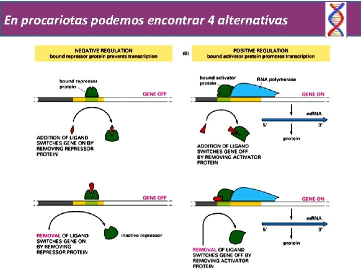 En procariotas podemos encontrar 4 alternativas 