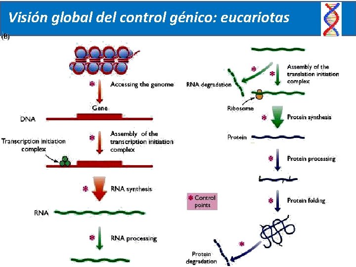 Visión global del control génico: eucariotas 