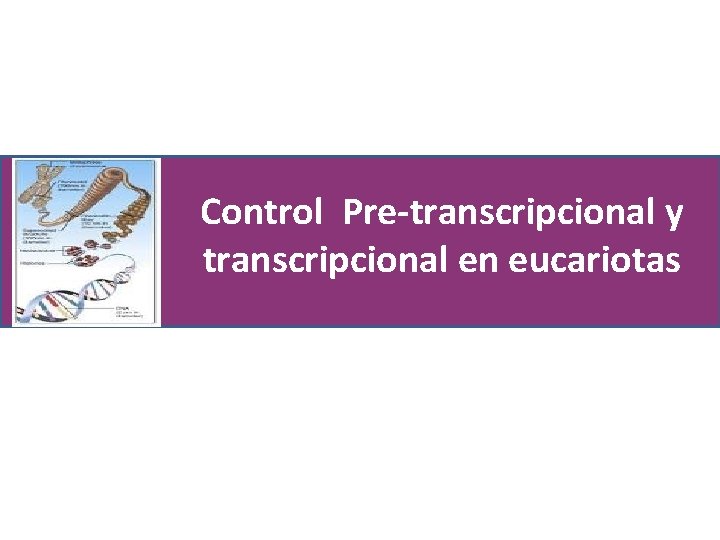 Control Pre-transcripcional y transcripcional en eucariotas 