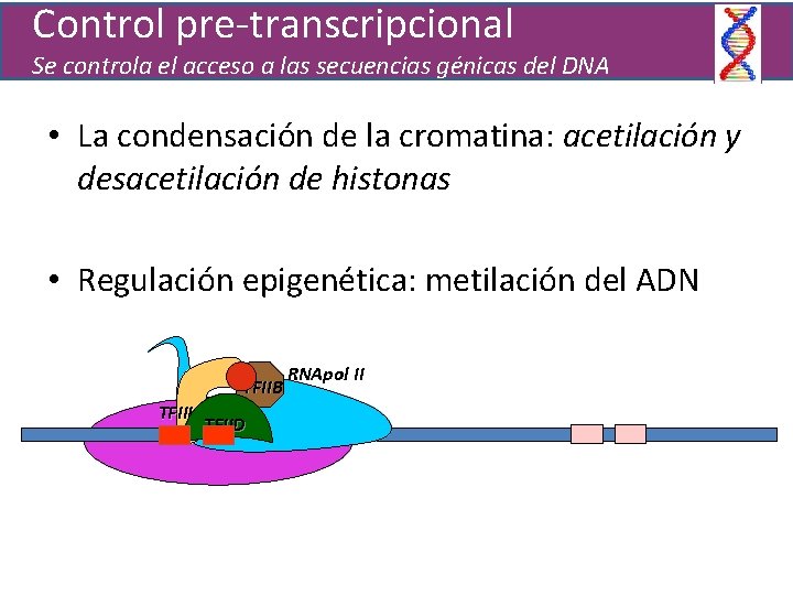 Control pre-transcripcional Se controla el acceso a las secuencias génicas del DNA • La