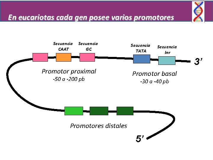 En eucariotas cada gen posee varios promotores Secuencia CAAT Secuencia GC Promotor proximal -50
