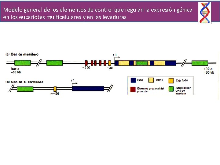 Modelo general de los elementos de control que regulan la expresión génica en los