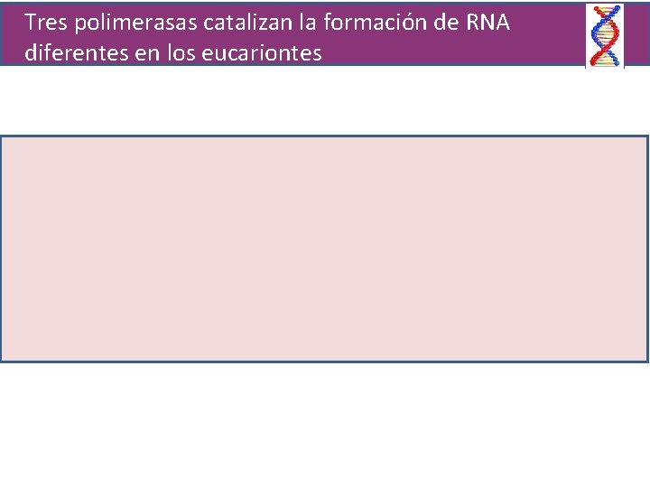 Tres polimerasas catalizan la formación de RNA diferentes en los eucariontes 