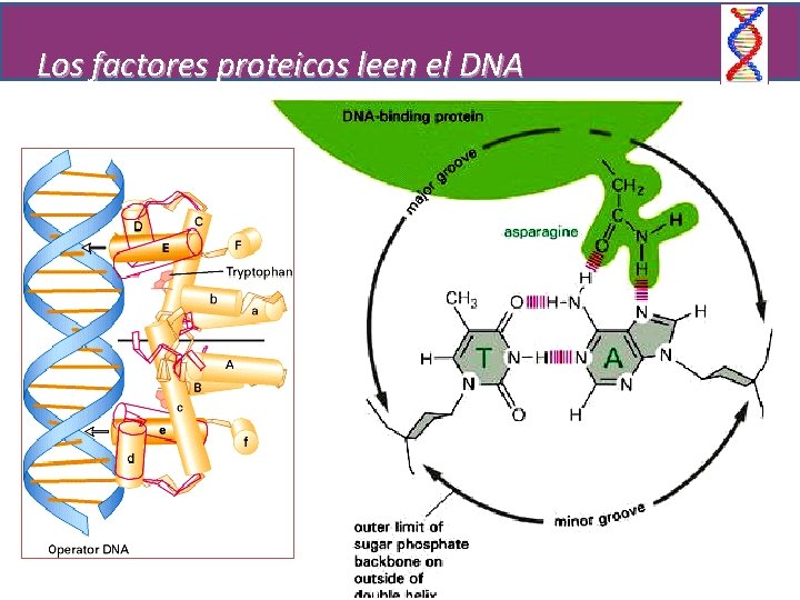 Los factores proteicos leen el DNA 