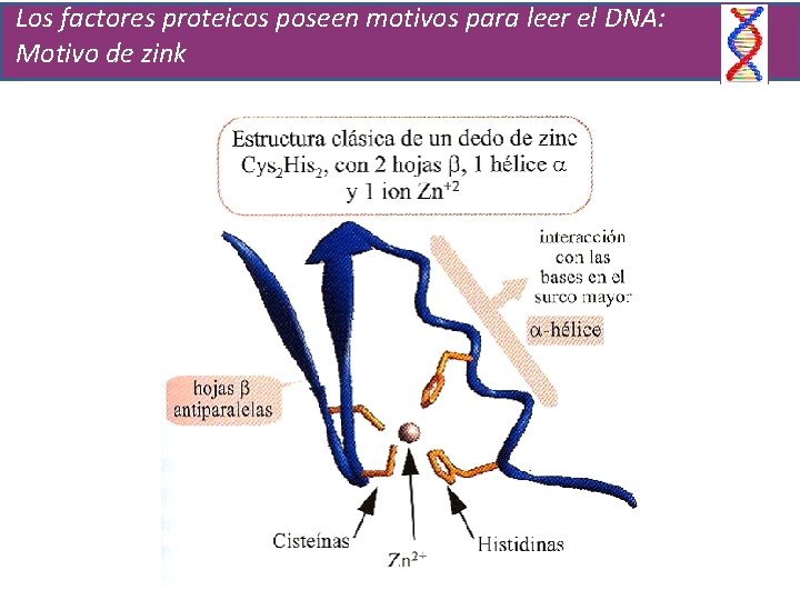 Los factores proteicos poseen motivos para leer el DNA: Motivo de zink 