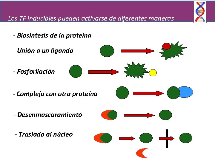 Los TF inducibles pueden activarse de diferentes maneras - Biosíntesis de la proteína -