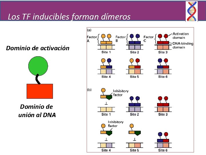 Los TF inducibles forman dímeros Dominio de activación Dominio de unión al DNA 