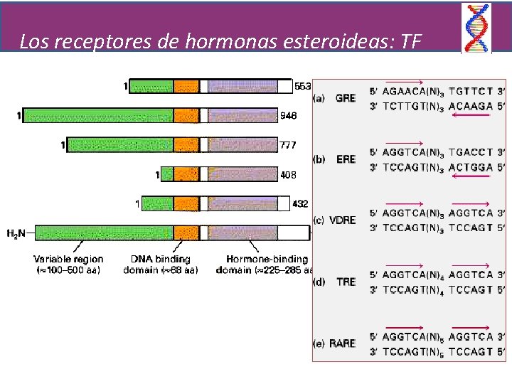 Los receptores de hormonas esteroideas: TF 