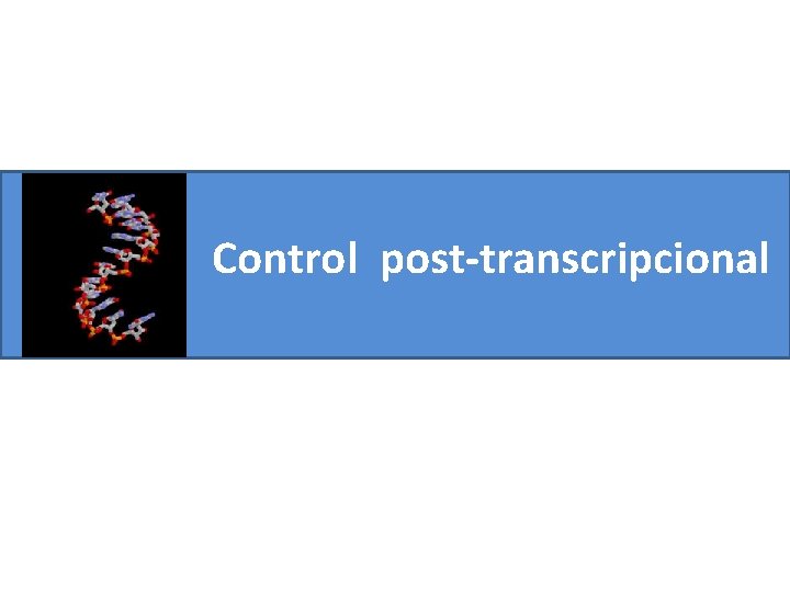 Control post-transcripcional 