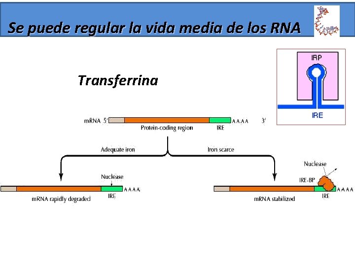 Se puede regular la vida media de los RNA Transferrina 