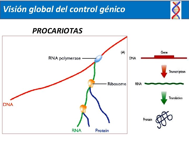 Visión global del control génico PROCARIOTAS 