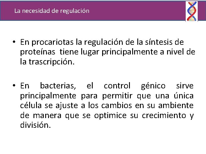 La necesidad de regulación • En procariotas la regulación de la síntesis de proteínas