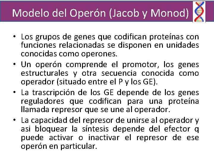 Modelo del Operón (Jacob y Monod) • Los grupos de genes que codifican proteínas